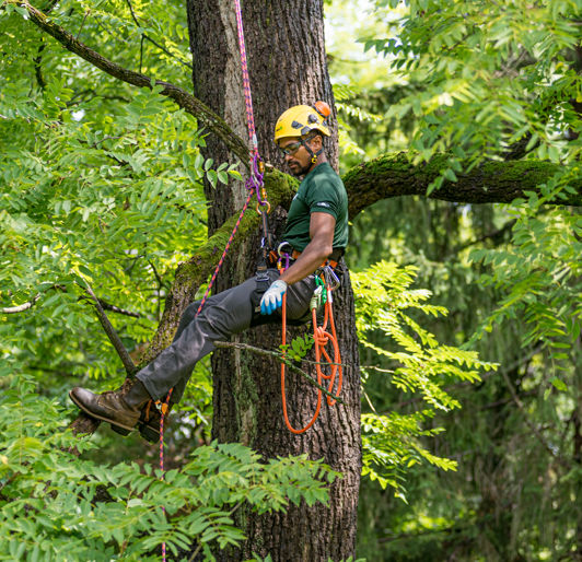 Tree Removal