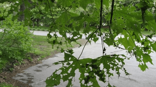 Pest And Disease Center Winter Moth Sideimage2 608X341