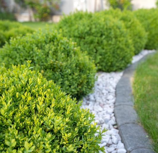 Best Fast Growing Shrubs
