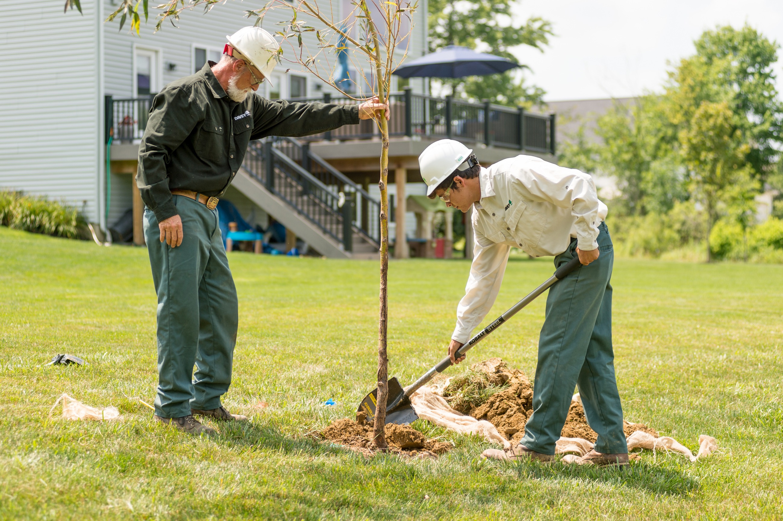 Tree Planting near Boston and Cape Cod 