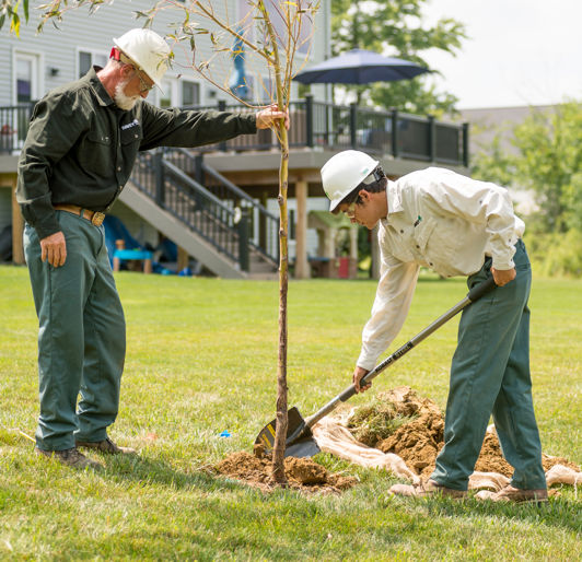 Residential Tree Planting Services Near Cape Cod & Boston Areas