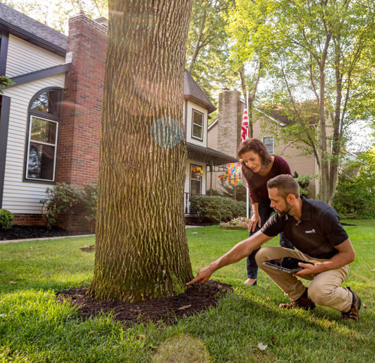 Tree Inspection