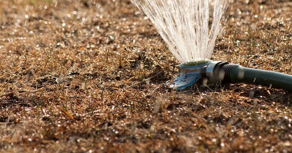 Bush Stressed Impact of Drought Stress on Trees & Shrubs In Massachusetts