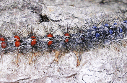 Pest And Disease Center Gypsy Moth Banner 1440X500