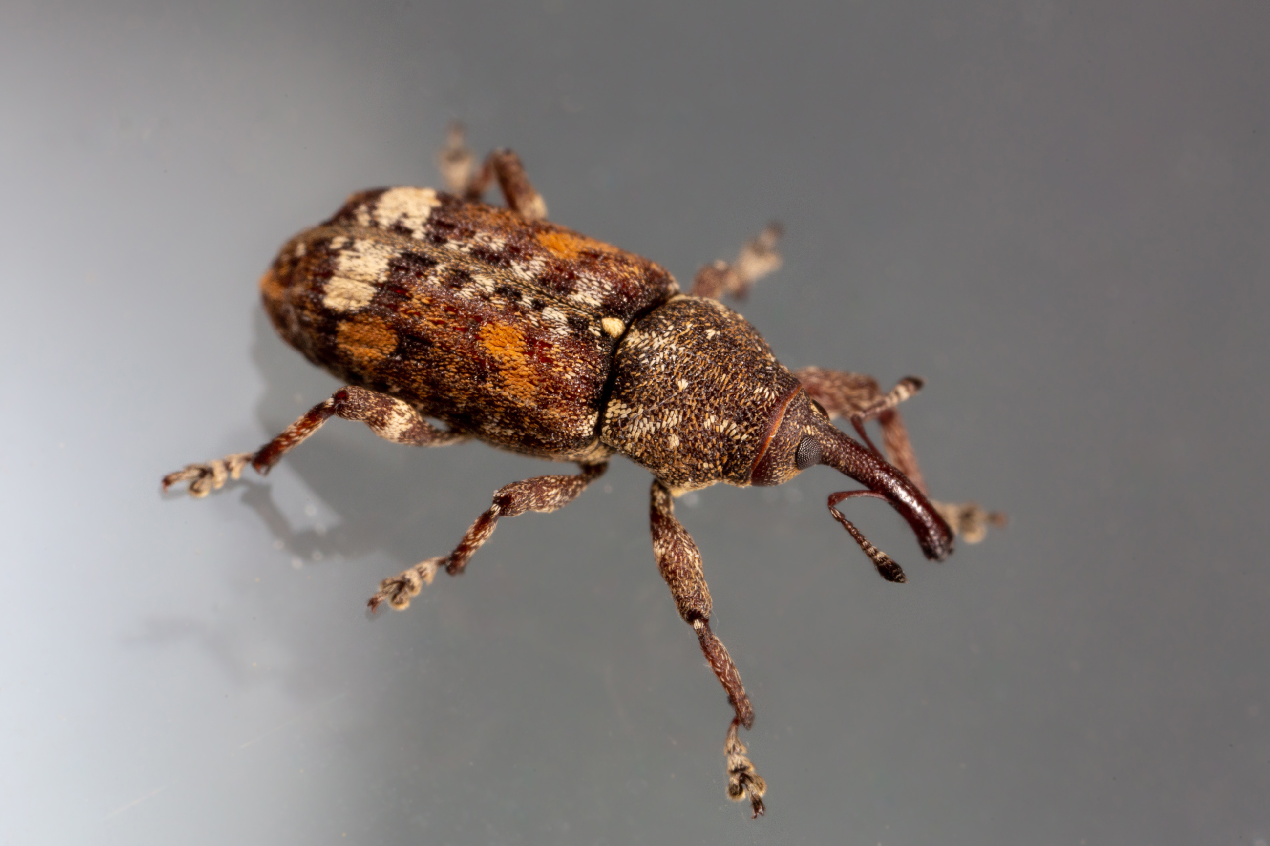 AS 204994650 White Pine Weevil