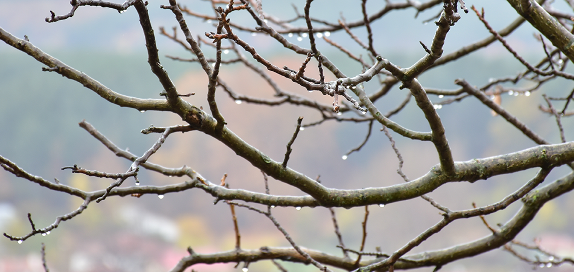 Winter Tree Trimming