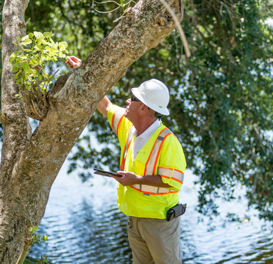 Commercial Tree Safety Boston & Cape Cod