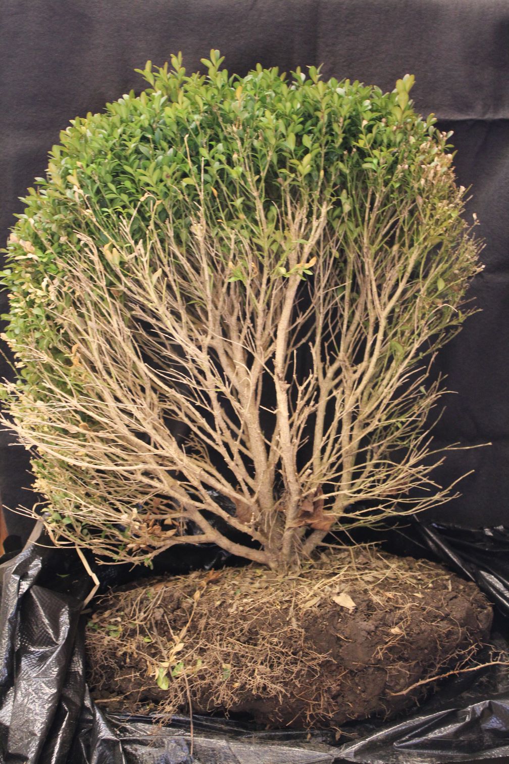 Boxwood Blight Photo