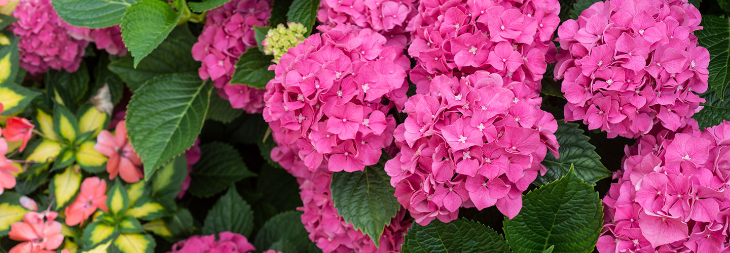 Why Is My Hydrangea Not Flowering