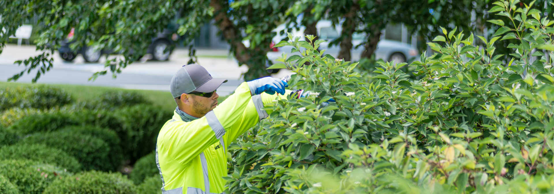 How to Use Pole Saw?: Mastering the Art of Pruning