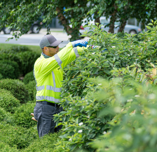 Shrub pruning- Arborguard