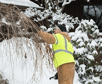 Winter Tree Care For Trees