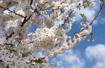 Bradford Pear