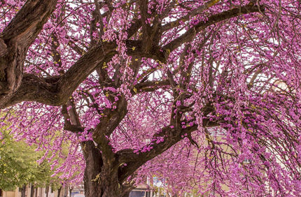 Eastern Redbud Tree