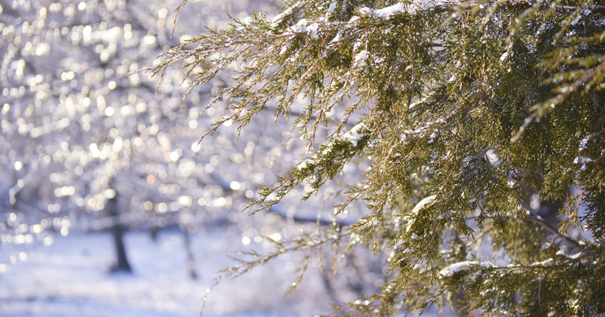 Tree Box Winterizing How To Winterize Trees & Shrubs In Massachusetts
