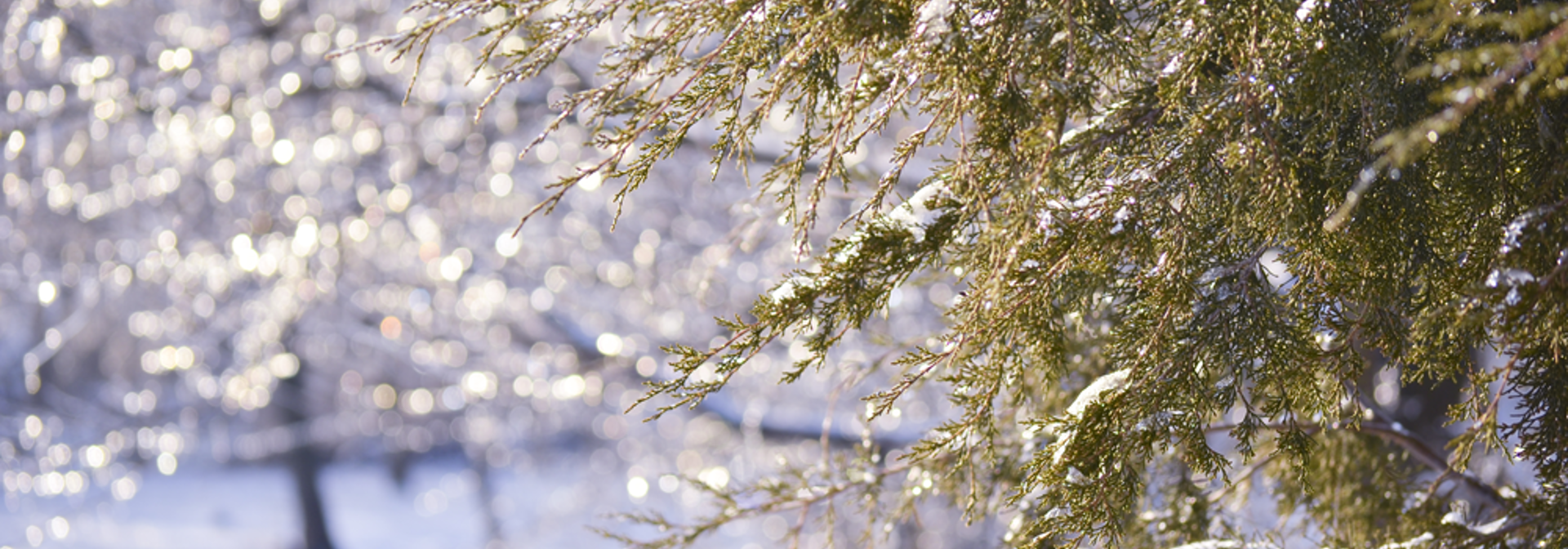 Winterizing Cedar Trees