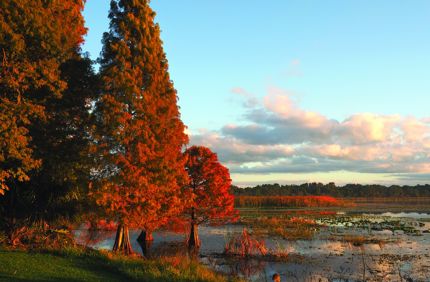 Shutterstock 525760447 Bald Cypress Cmyk