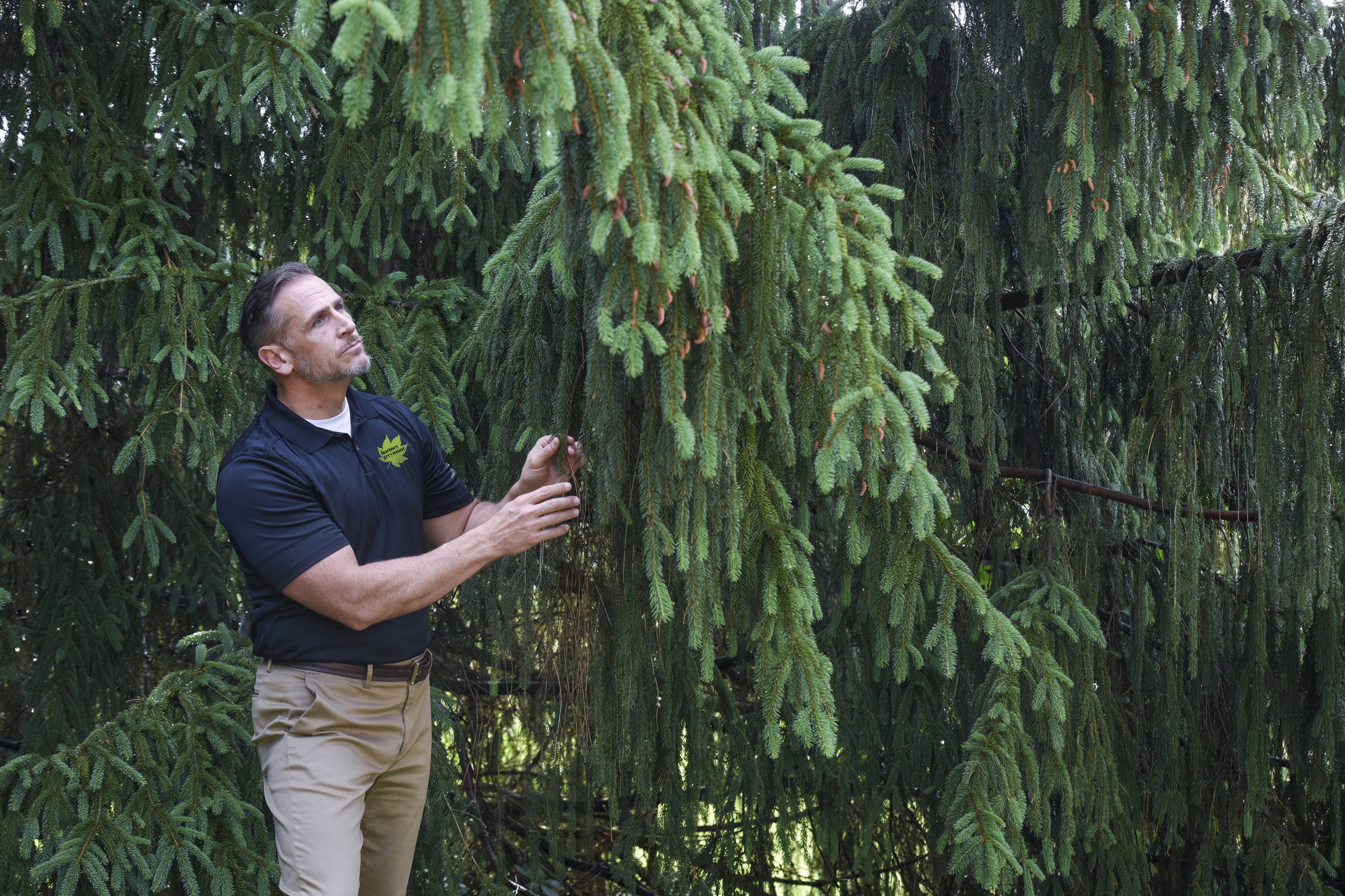 What is a Certified Arborist?