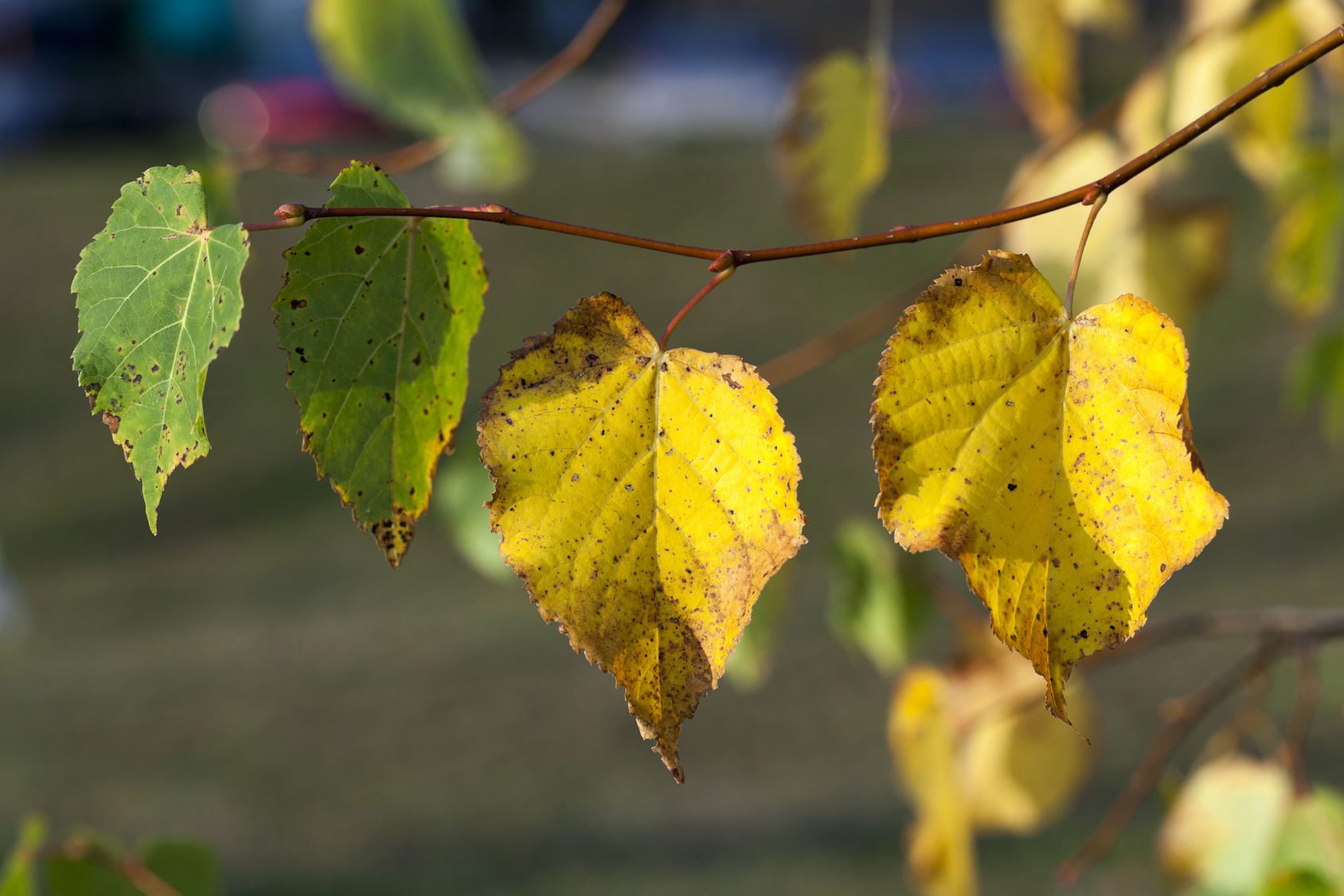 Yellow Leaves In Summer