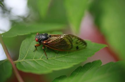 Cicada On Tree Leaf Davey Tree