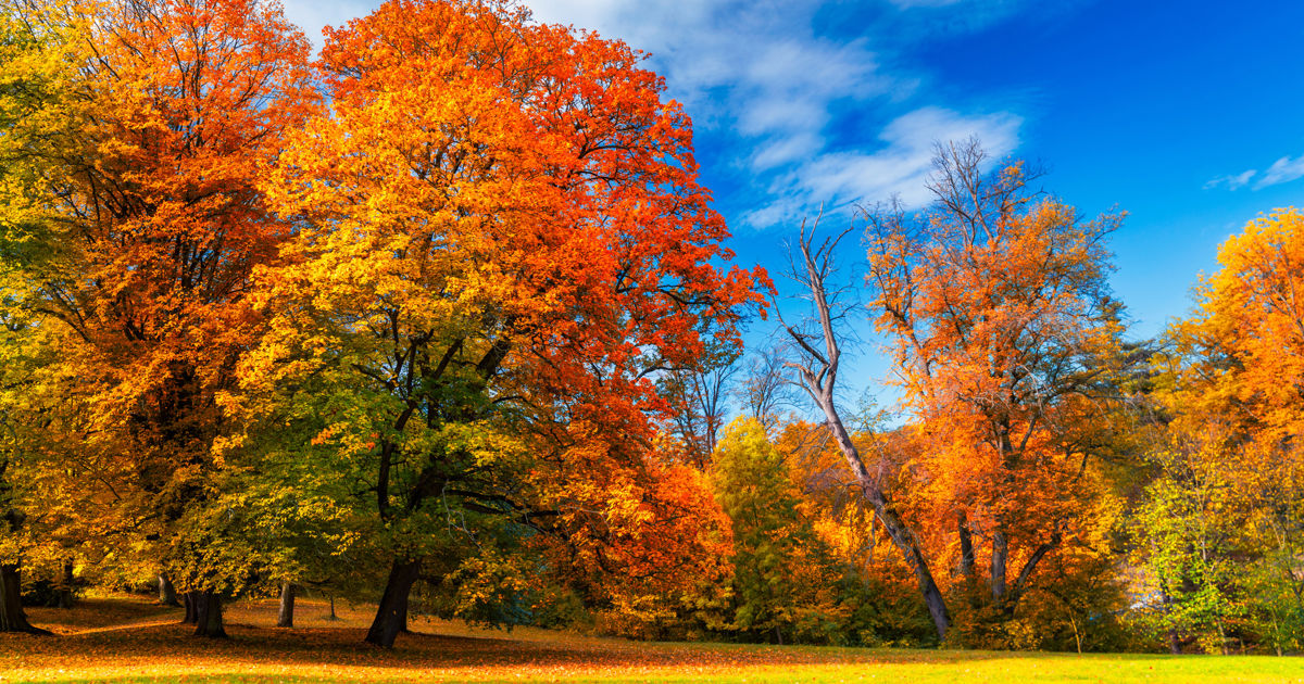 Almost Fall Color Early Fall Color Change: Normal or a Red Flag?