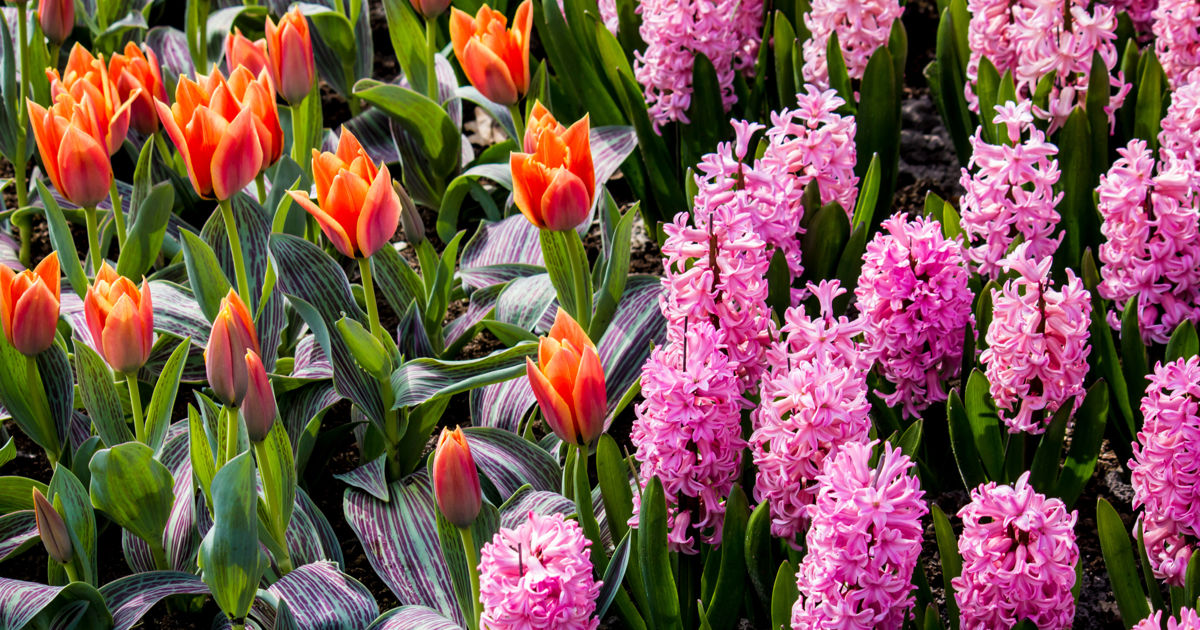 When to Plant Bulbs in Massachusetts for Spring Blooms