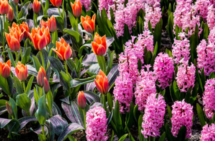 Flower Bulbs