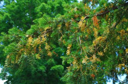 Yellowyews2