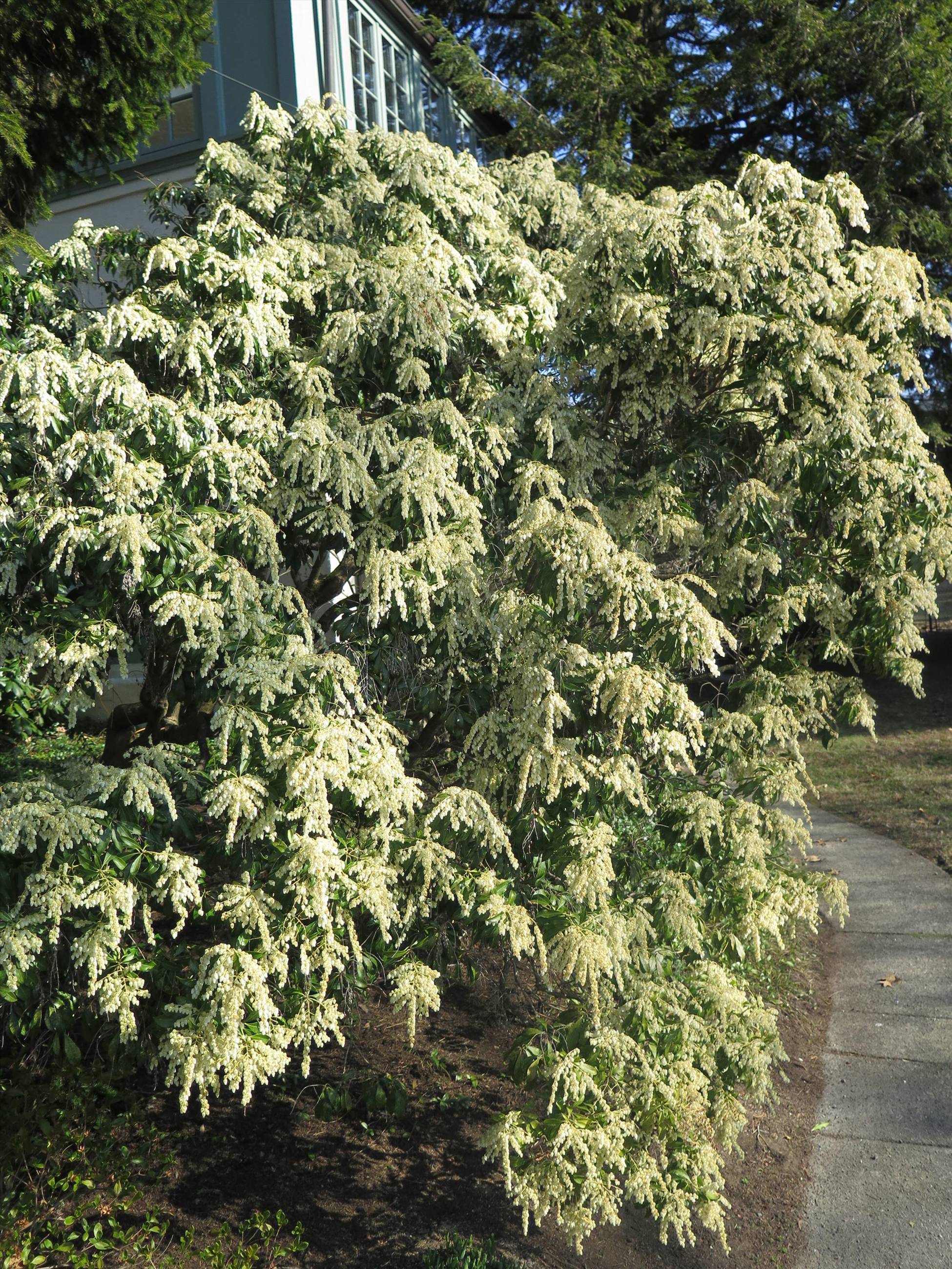 Pieris 1