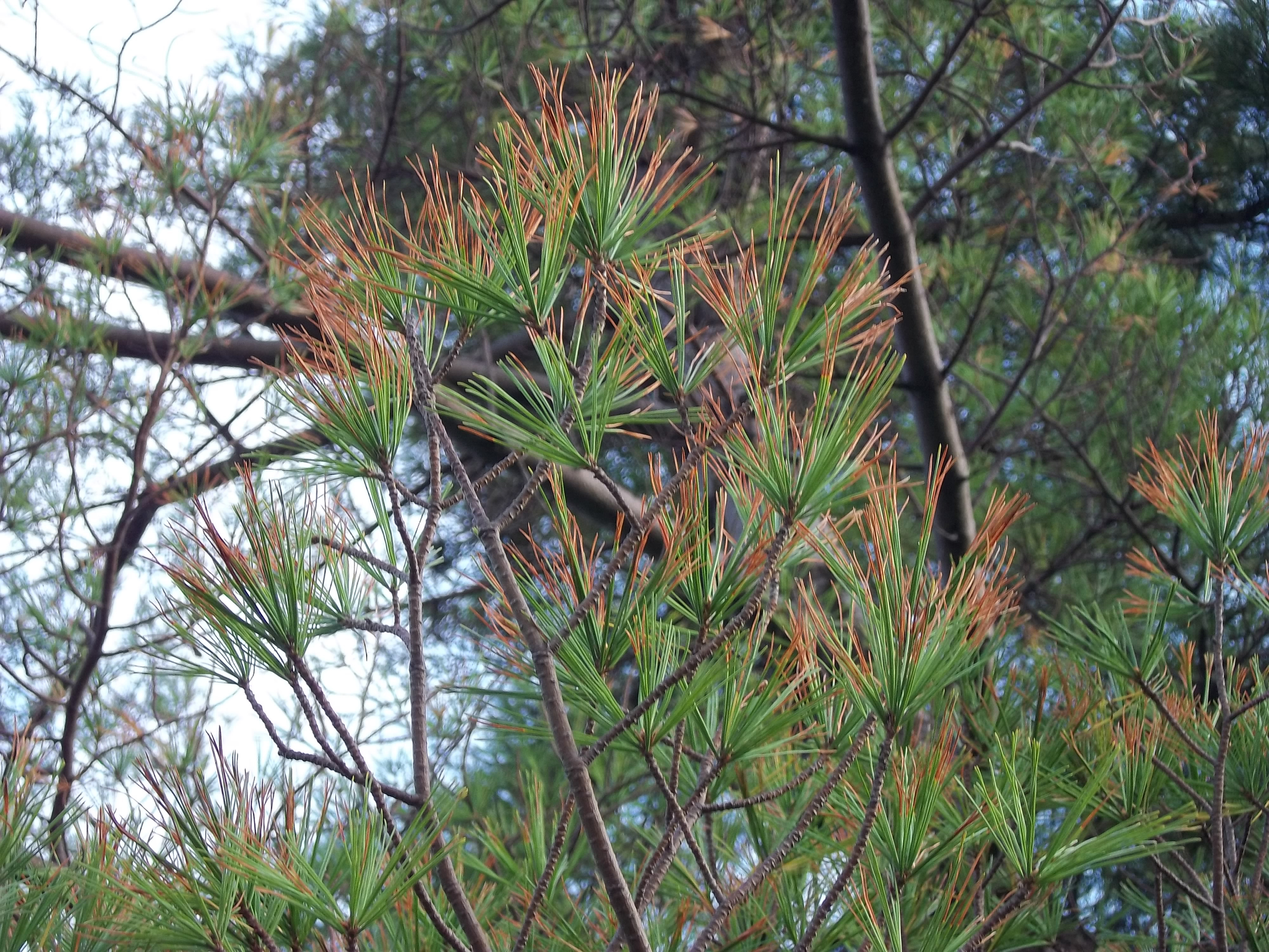 Massachusetts Why Is My Pine Turning Yellow