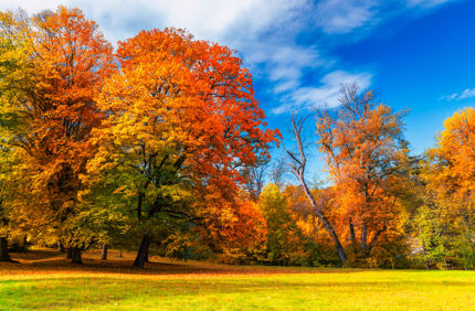 Fall Foliage (1)